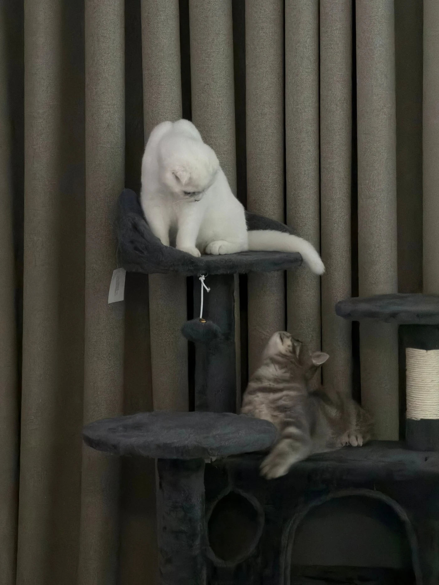 Gatinhos Scottish Cats abraçados